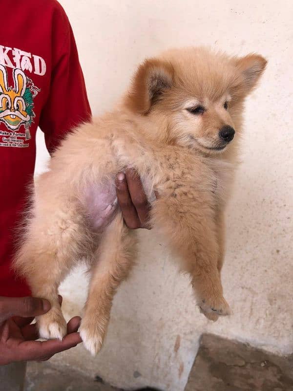 Pomeranian puppies 1