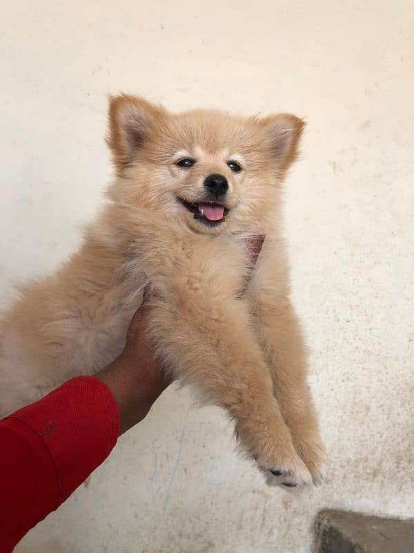 Pomeranian puppies 6