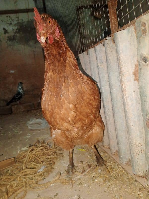 golden murgi 1