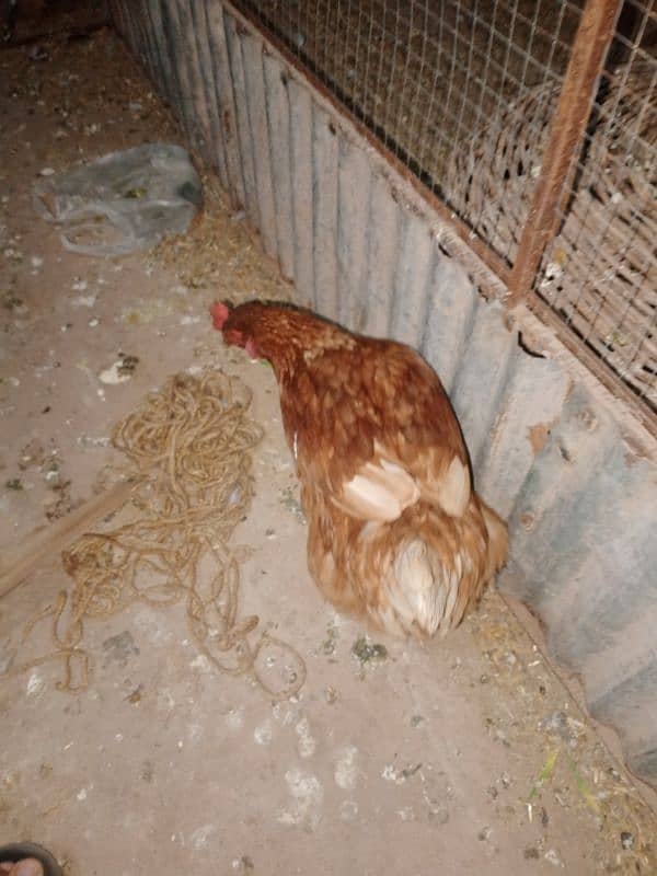 golden murgi 3