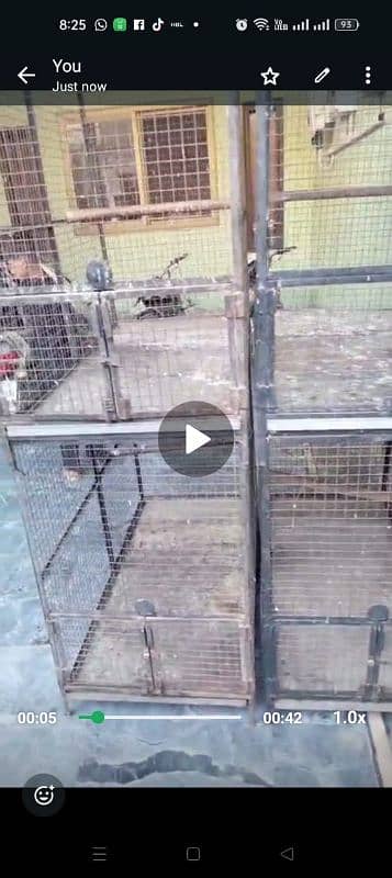Birds Cage 2