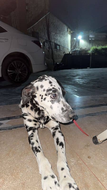 Dalmatian Dog For Security (Male) 0