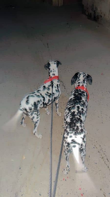 Dalmatian Dog For Security (Male) 5