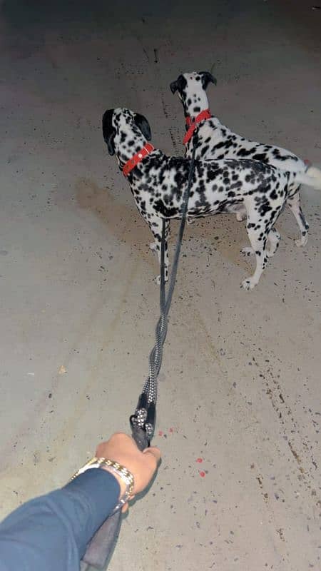 Dalmatian Dog For Security (Male) 6