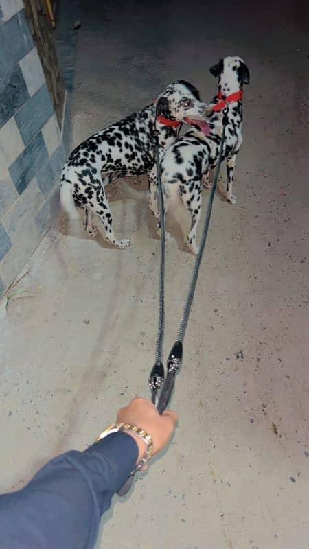 Dalmatian Dog For Security (Male) 7