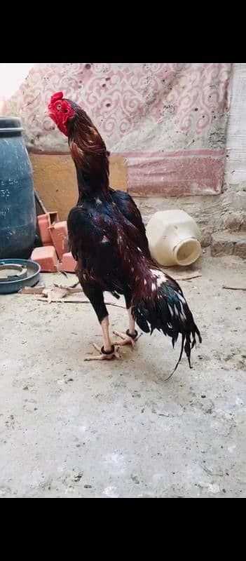 Kala mushqa aseel Mia wali pure 3