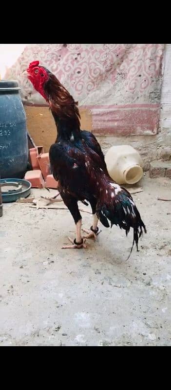 Kala mushqa aseel Mia wali pure 4