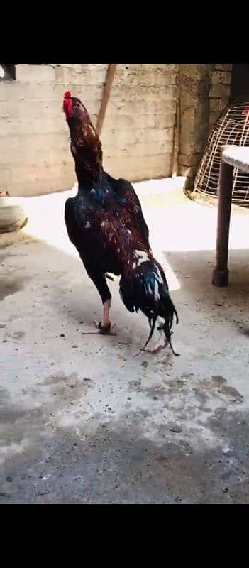 Kala mushqa aseel Mia wali pure 5