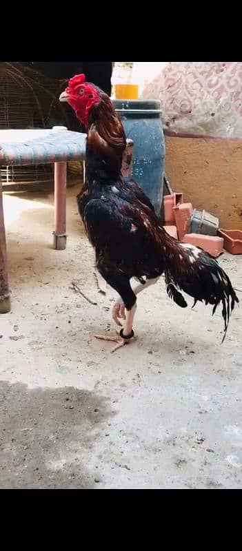 Kala mushqa aseel Mia wali pure 6