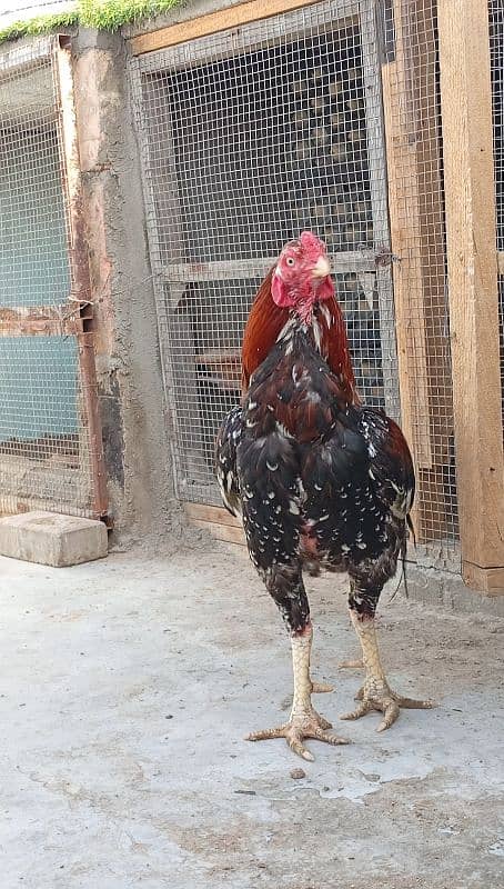 Kala mushqa aseel Mia wali pure 8