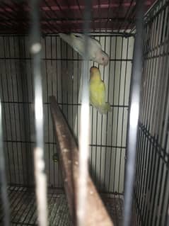 lovebirds