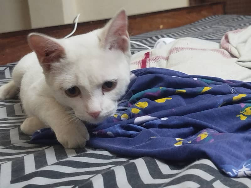 Beautiful Siamese Cat Female 1