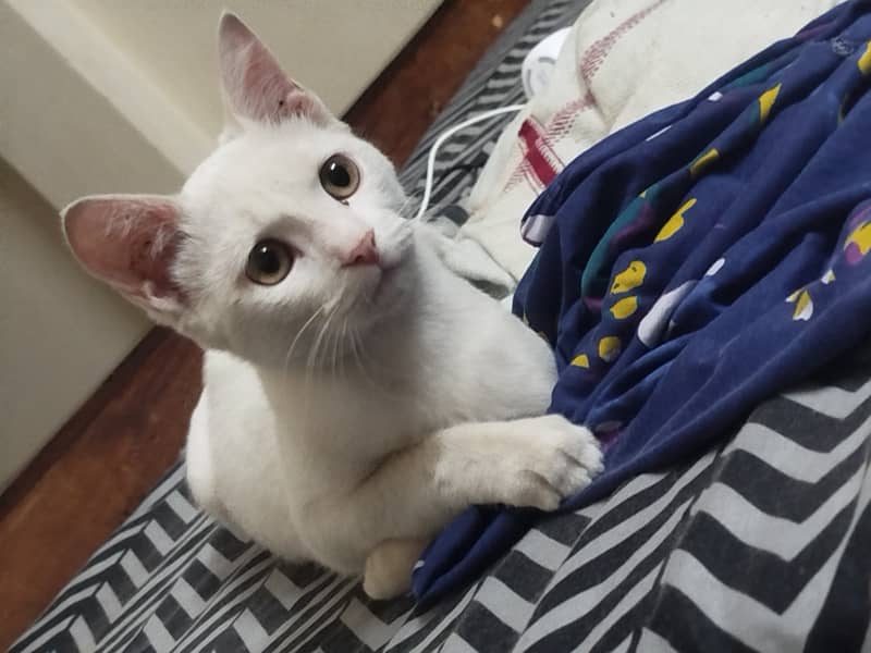 Beautiful Siamese Cat Female 2