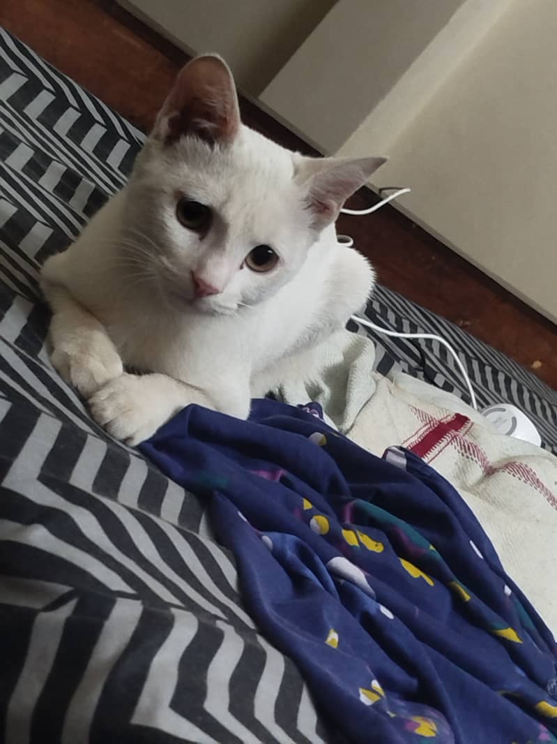 Beautiful Siamese Cat Female 4