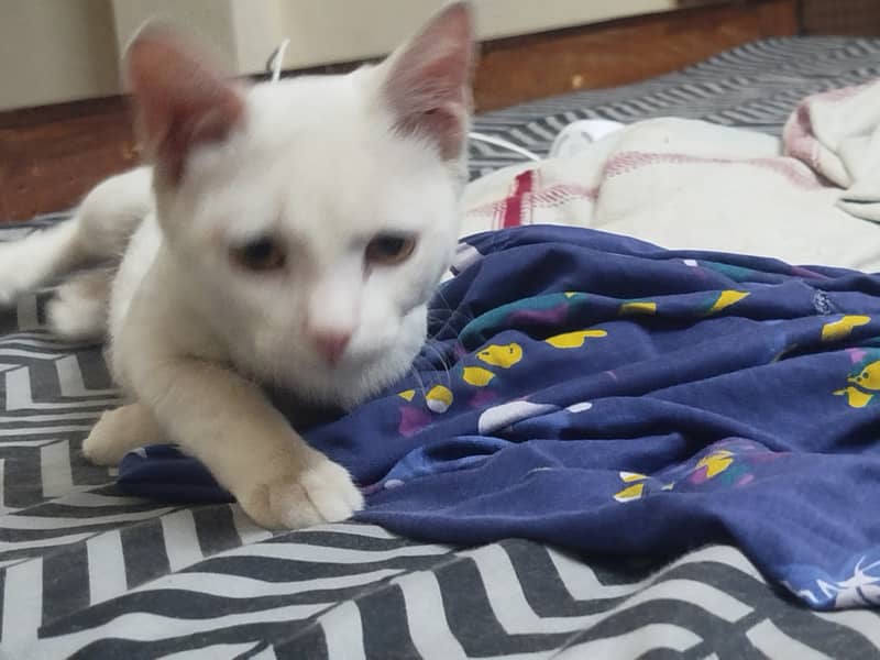 Beautiful Siamese Cat Female 5