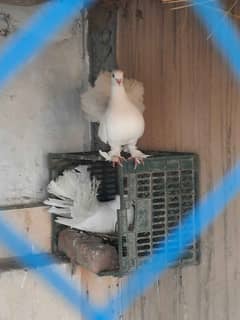 pigeon