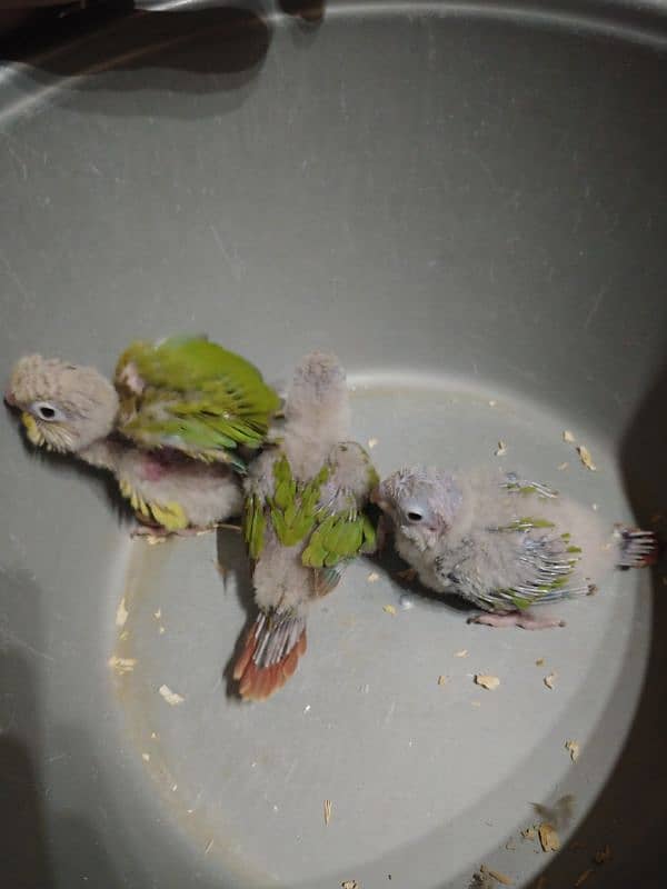 conour babies 2