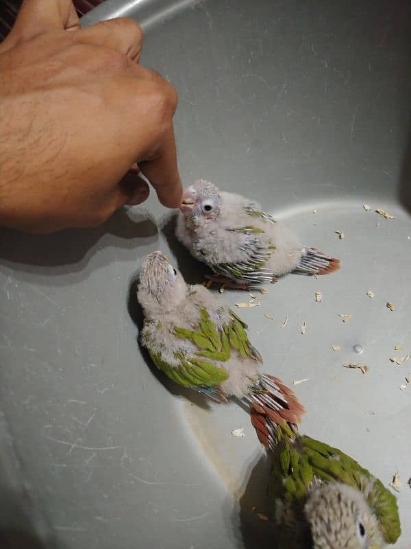 conour babies 4