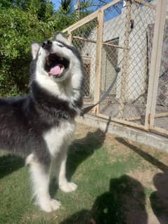 husky