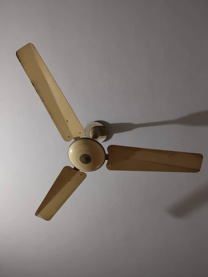 Royal fan 2