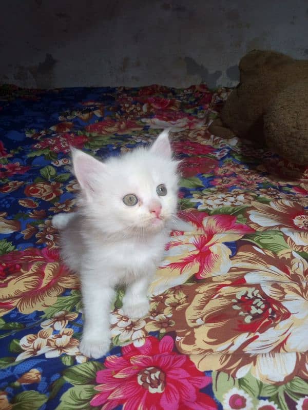 Russian kitnes available 0