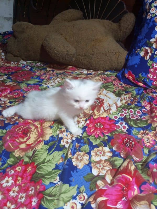 Russian kitnes available 1