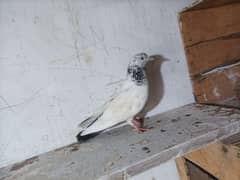 pigeon