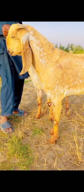 Doondy  2 Dant Bakery For Qurbani 2025 0