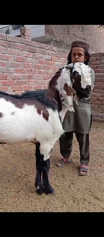 Doondy  2 Dant Bakery For Qurbani 2025 1