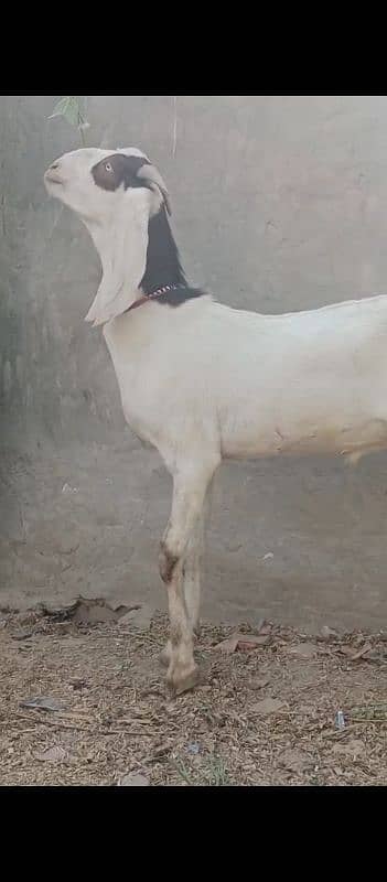 Doondy  2 Dant Bakery For Qurbani 2025 2