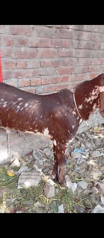 Doondy  2 Dant Bakery For Qurbani 2025 4