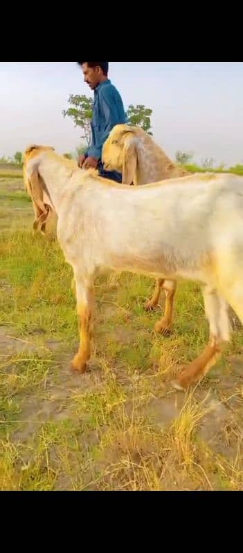 Doondy  2 Dant Bakery For Qurbani 2025 5