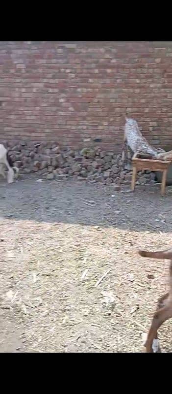 Doondy  2 Dant Bakery For Qurbani 2025 6
