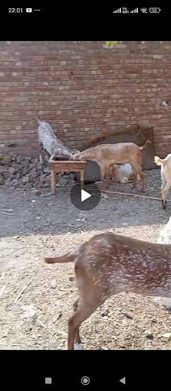 Doondy  2 Dant Bakery For Qurbani 2025 7