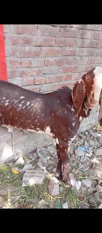 Doondy  2 Dant Bakery For Qurbani 2025 8