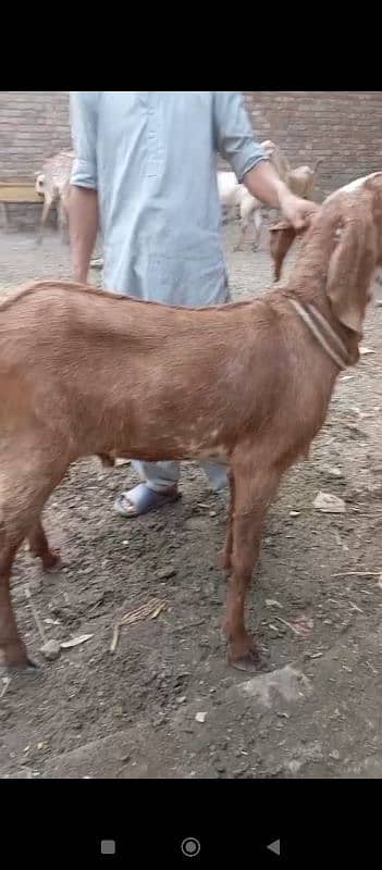 Doondy  2 Dant Bakery For Qurbani 2025 9