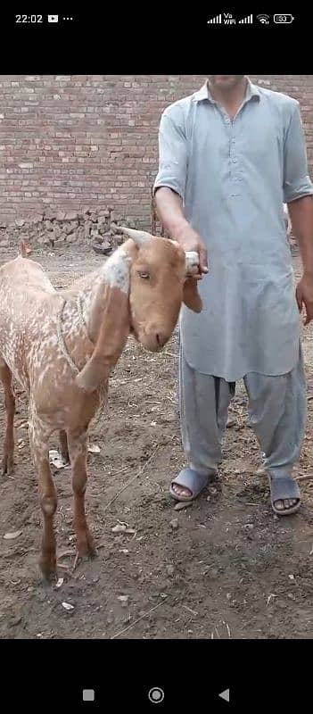 Doondy  2 Dant Bakery For Qurbani 2025 10