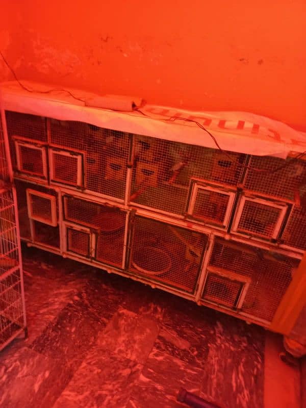 bird cage 0