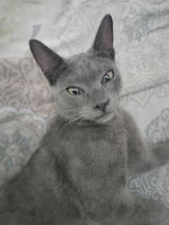 KORAT