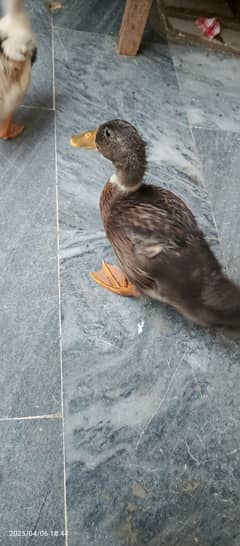 Indian runner ducks