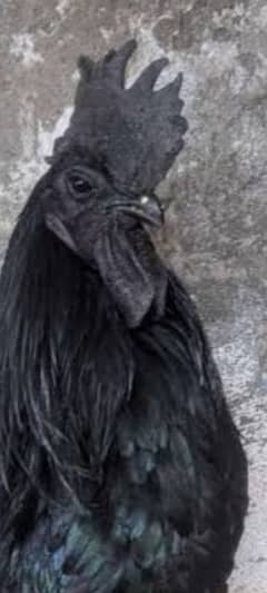 ayam cemani murga for sell