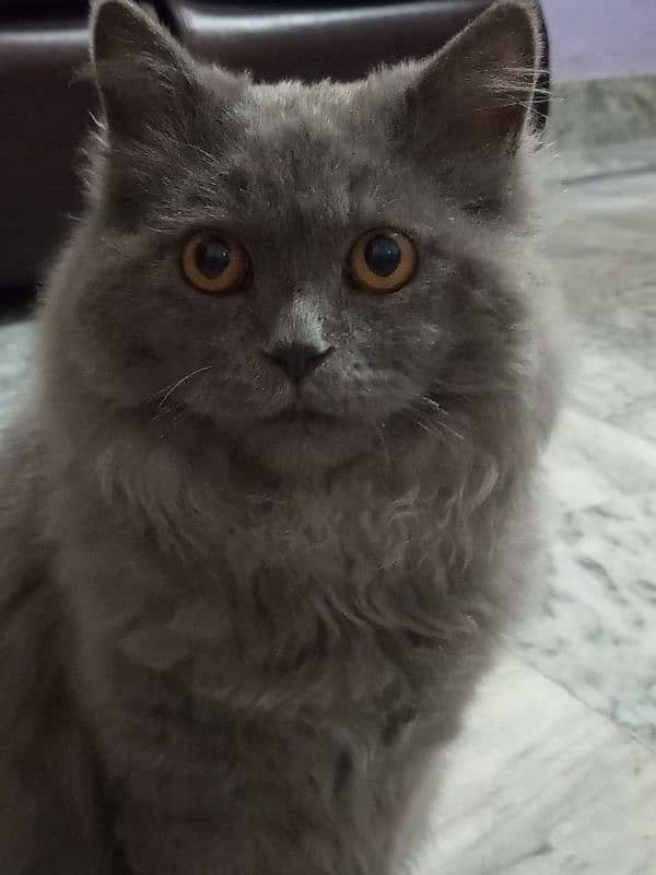 Persian kitten and cat 1