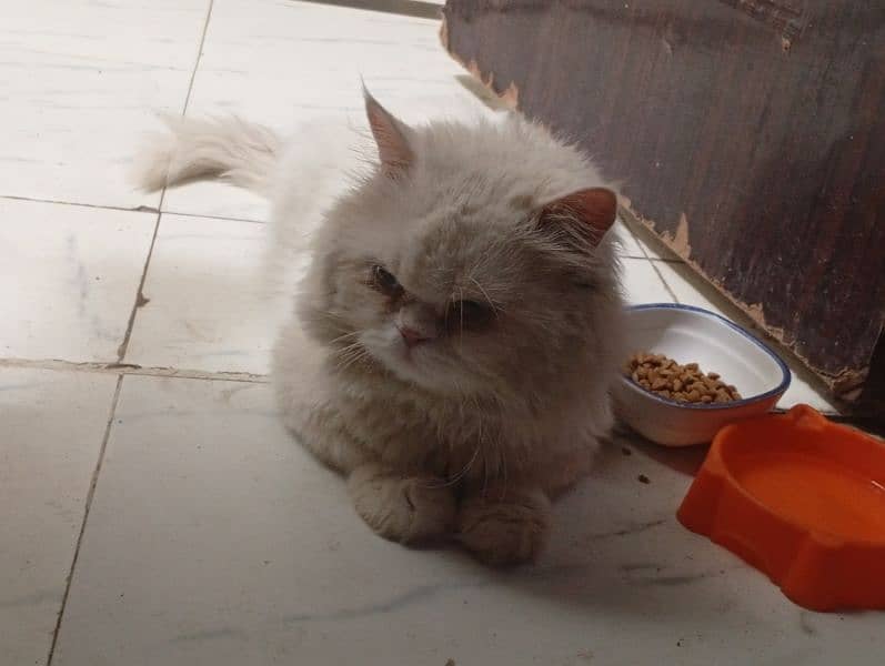 Persian kitten and cat 2