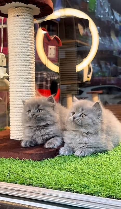 Parsian kittens 1