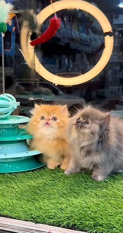 Parsian kittens 3