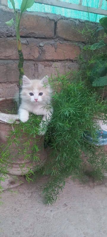 Kitten Persian 0