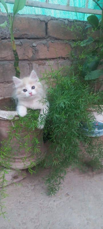 Kitten Persian 2