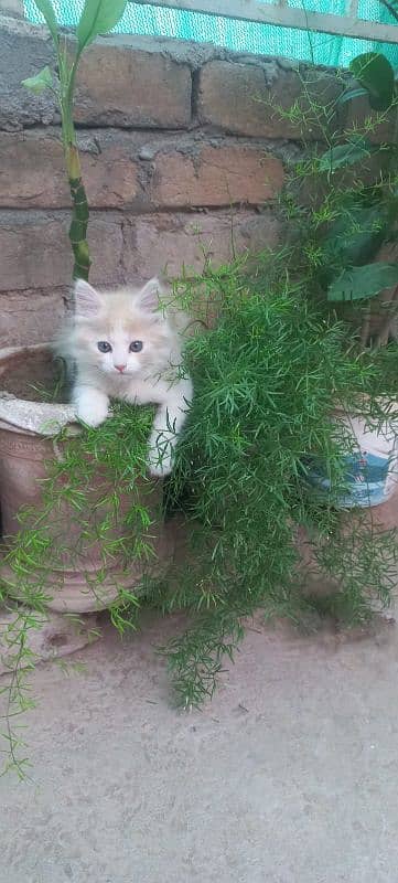 Kitten Persian 4