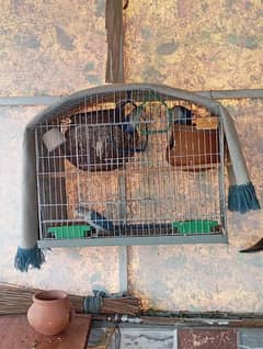 Love Birds