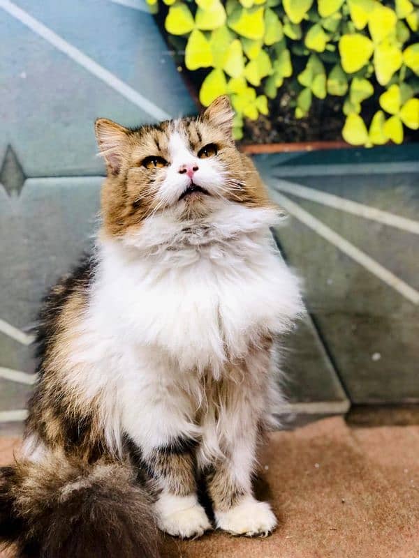 Persian triple coated punch face cats  available for sale 3